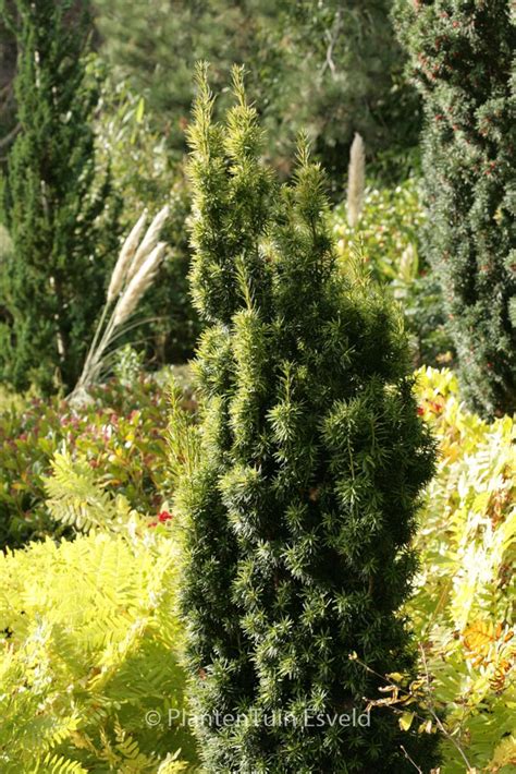 Taxus Baccata Fastigiata Aurea Plantentuin Esveld