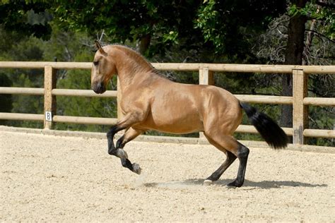 Épinglé Sur Horses Dunsbuckskinsnd1and2