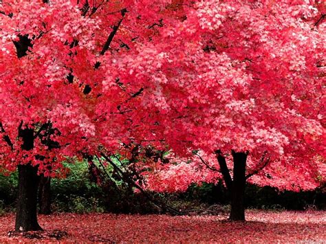 Red Trees Forest Red Tree Nature HD Wallpaper Peakpx