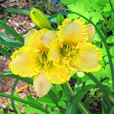 Beautify Daylily Bulbs For Planting Daylily Plants Live Long Flowering