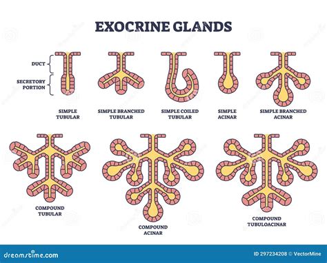 Exocrine Glands Structure for Anatomical Secrete Substances Outline ...