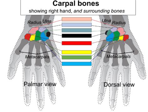 Carpal Bones Diagram | Quizlet