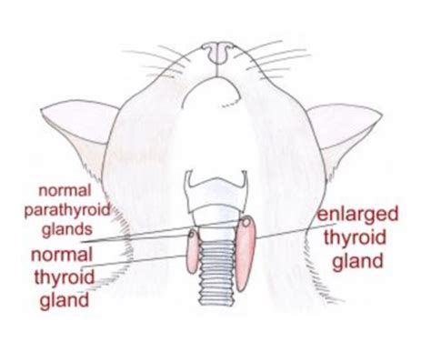 Hardwick Veterinary Feline Hyperthyroidism