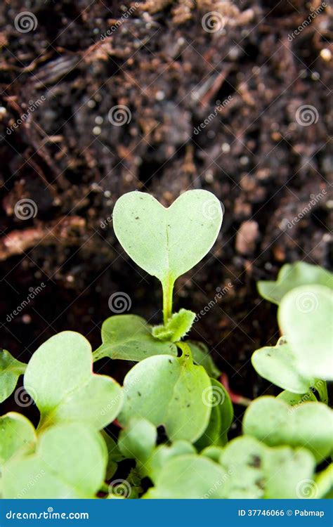 Green Heart Plant Sprouting In Garden Stock Photo Image Of Leaf