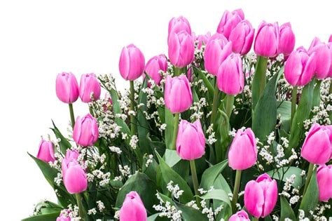 Premium Photo | Large bouquet of pink tulips