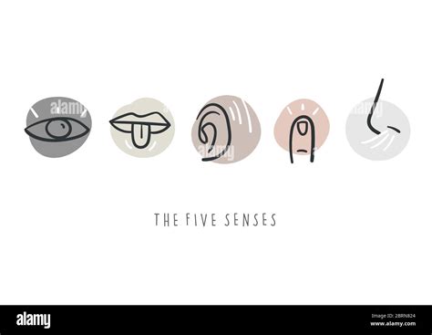 Hand Drawn Simple Icons Representing The Five Senses Hand Drawn