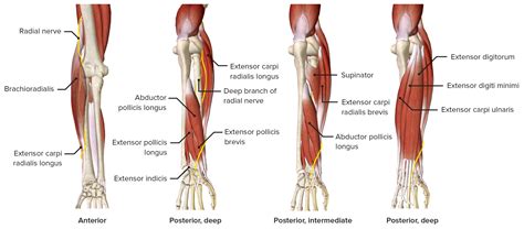 Antebrazo Anatom A Concise Medical Knowledge