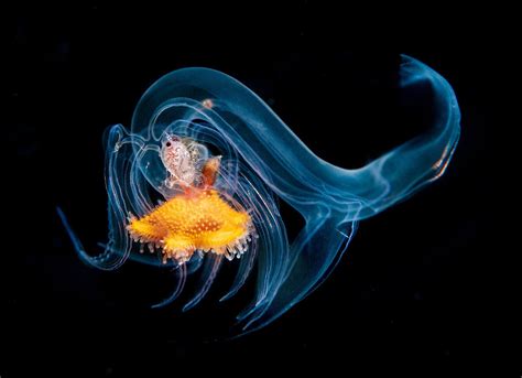 Пин на доске Underwater Life