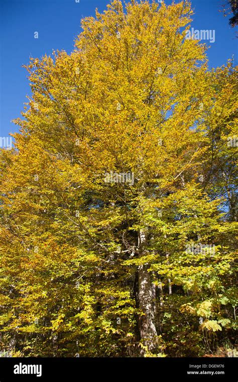 Autumn Leaves On A Tree Linderhof Palace In Germany In Southwest