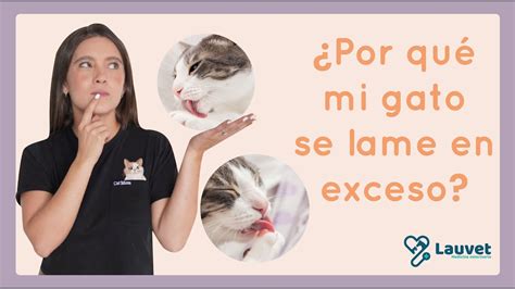 ¿por QuÉ Mi Gato Se Lame Mucho Causas Principales Y Cómo Evitarlo