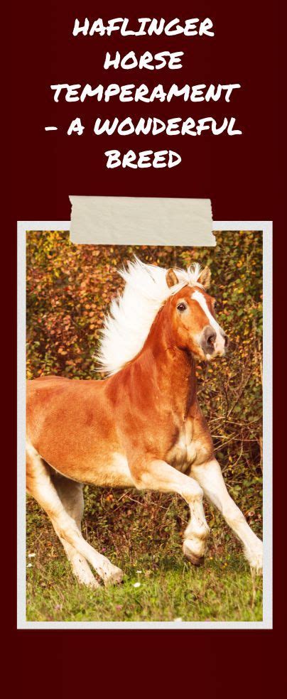 Haflinger Horse Temperament – A Wonderful Breed