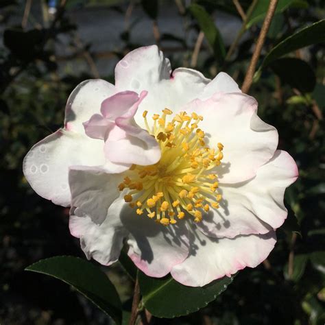 Camellia Sasanqua Setsugekka