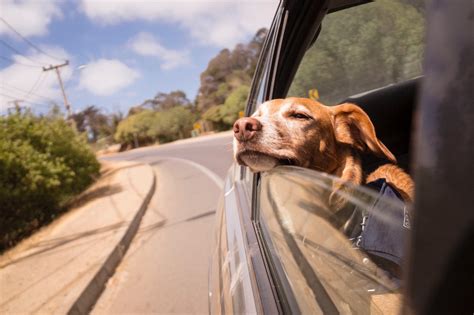 C Mo Llevar A Un Perro Grande En El Coche De Forma Legal Con Esta Valla