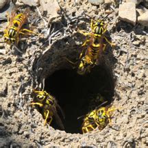 Wasp Removal San Diego CA | Fast Local Wasp Removal