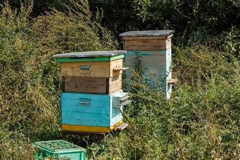 Two bee hives stand in the grass in the meadow. Bee hives in summer ...