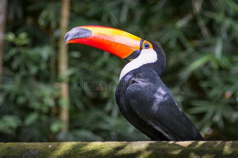 Toco Toucan Toucano Toco Toucan Bird Isolated Parque Das Aves Foz Do