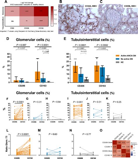 Expression Of Cd And Cd In Kidney Biopsies A Mrna Expression