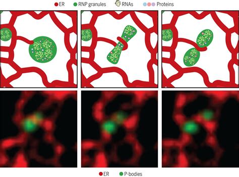 Endoplasmic Reticulum Contact Sites Regulate The Dynamics Of