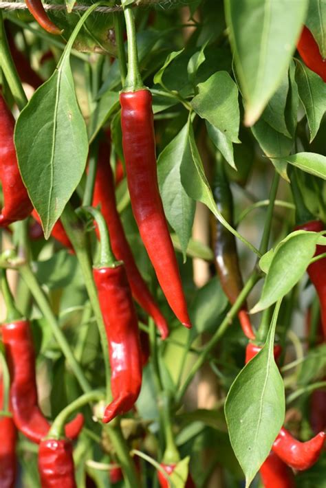 Cayenne Red Chilli Pepper Seed Capsicum Annuum Buy Online