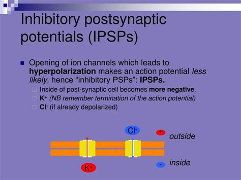 Ppt Postsynaptic Neuron Powerpoint Presentation Free Download Id 394585