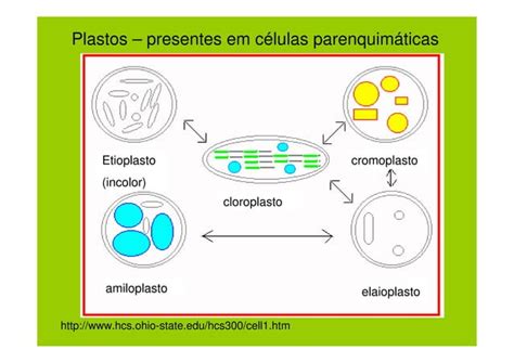 Botânica morfologia e tipos de células e tecidos vegetais PPT