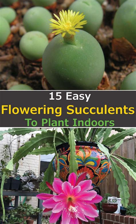 15 Easy Flowering Succulents To Plant Indoors Artofit