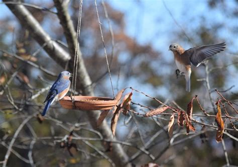 Bluebirds love mealworms! - FeederWatch