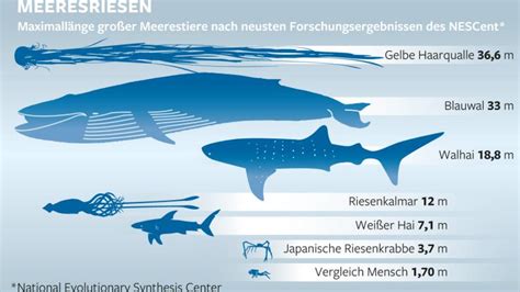 Größenangaben Viele Meeresgiganten sind kleiner als gedacht WELT