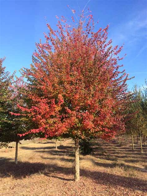Maple Trident #15 - Cofer's Home & Garden