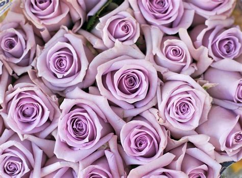 Bouquet Of Lilac Colored Roses Photograph by Bruceblock - Pixels