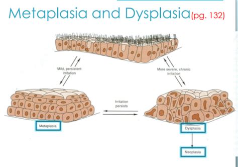 Patho Ch 6 Flashcards | Quizlet