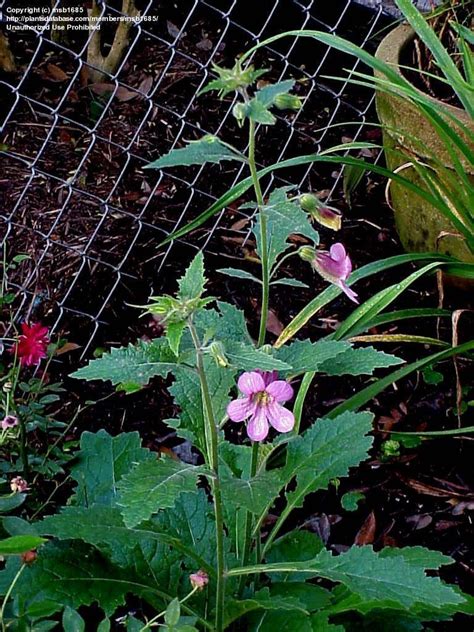 Plantfiles Pictures Rehmannia Species Chinese Foxglove Rehmannia