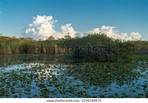 Mangrove Biome Often Called Mangrove Forest Stock Photo 2248188875 ...