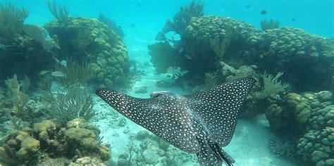 The BEST Stingray City, George Town Snorkeling 2023 - FREE Cancellation ...