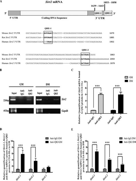 Rna Binding Protein Quaking Stabilizes Sirt Mrna During