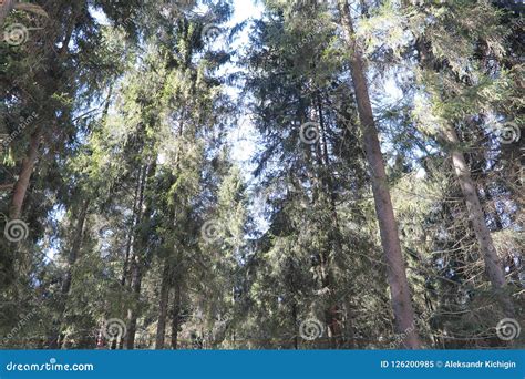 The Tops Of Evergreen Trees Against The Sky Stock Image Image Of