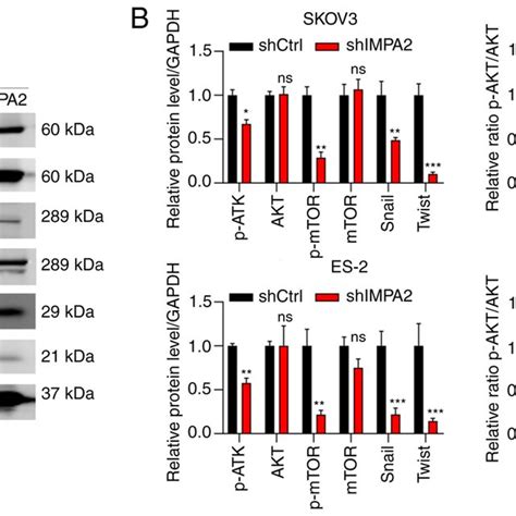 Western Blot Analysis Was Used To Measure The Protein Expression Levels Download Scientific