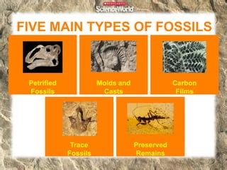 Types of Fossils | PPT