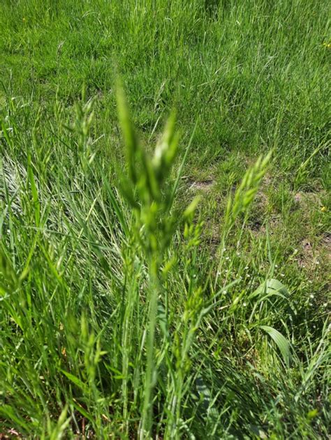 Photo Soft Brome Bromus Hordeaceus Observation Org