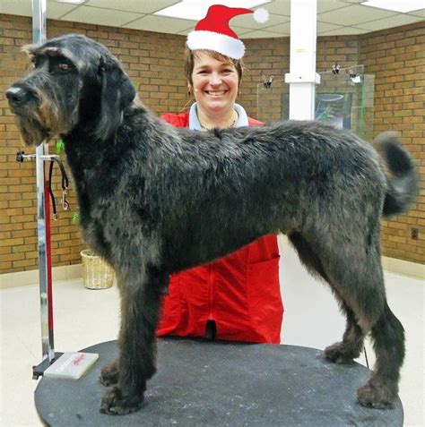 Grooming A Black Russian Terrier Setting The Tuxedo Shirt Blade