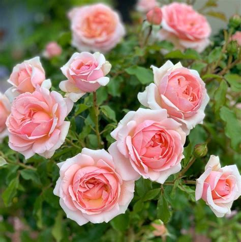 Top 10 Hybrid Tea Rose Bush Varieties in 2024 | Hybrid tea roses, Rose ...