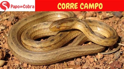 Corre Campo Ou Corredeira Cobras Brasileiras Papo De Cobra