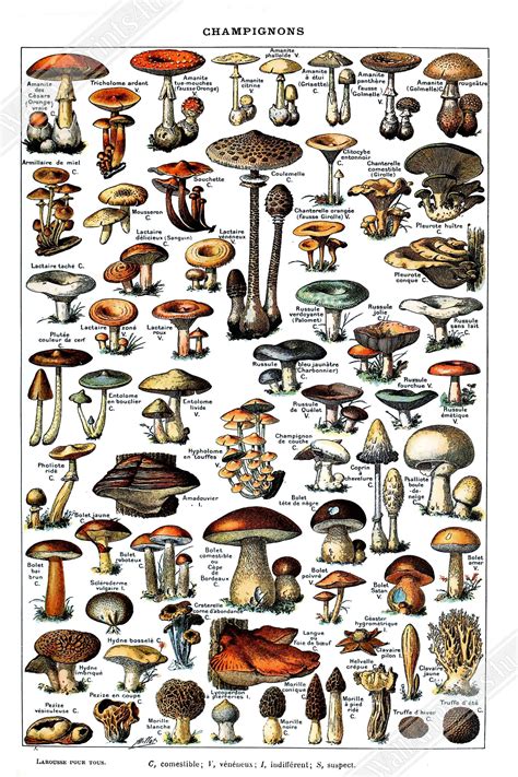 Vintage Mushroom Poster Adolphe Millot Champignons Pour Tous Etsy