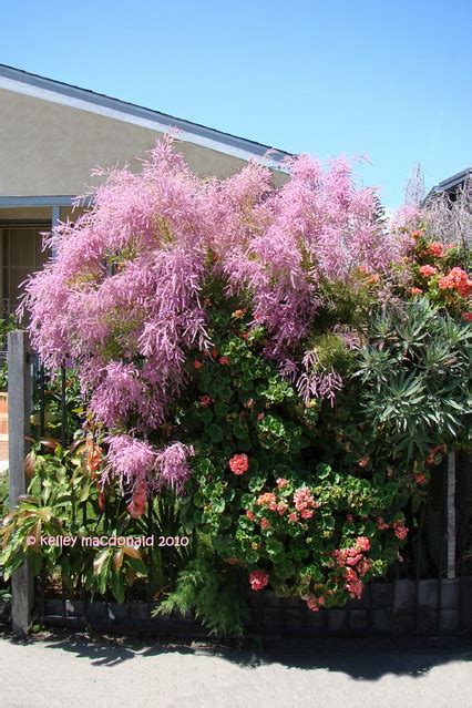 Tamarix Ramosissima Summer Glow Kelley Macdonald Flickr