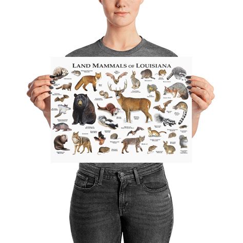 Land Mammals Of Louisiana Poster Print Louisiana Mammals Etsy