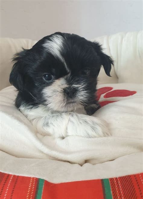 Chiots Type Shih Tzu Uncompagnon Fr