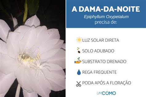 Planta Dama Da Noite Cuidados Essenciais E Como Floresc La