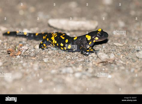Salamandra salamandra Stock Photo - Alamy