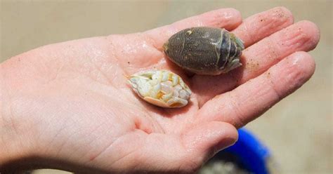 How To Preserve Sand Fleas Keep Them Alive For Pompano Fishing