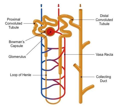 Diagram of a nephron | Healthiack